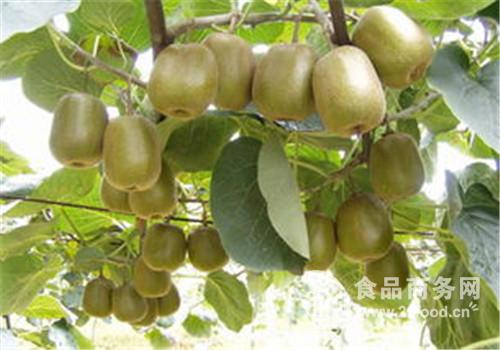 獼猴桃市場(chǎng)行情分析 熟粉價(jià)格走勢(shì)與產(chǎn)品報(bào)價(jià)參考