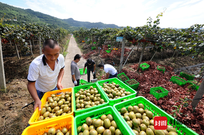 洞見(jiàn)趨勢(shì)，銷路共贏 中外專家攜手破解紅心獼猴桃全球銷量升級(jí)密碼