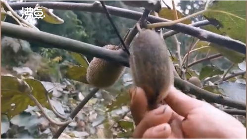 煤塵遮蔽下的豐收 2萬斤獼猴桃銷售無門，果農(nóng)盼救助